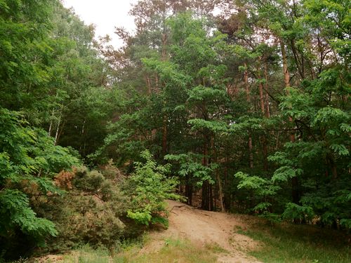 Free Serene forest scene with a sandy pathway surrounded by verdant trees under daylight. Stock Photo