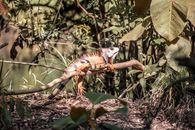 Photo Of Iguana Resting On Tree Branch