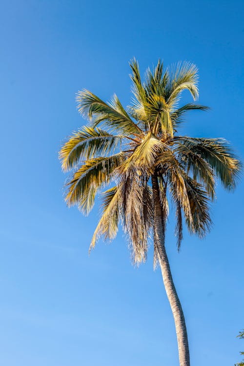 Gratis lagerfoto af blå himmel, blad, bølget