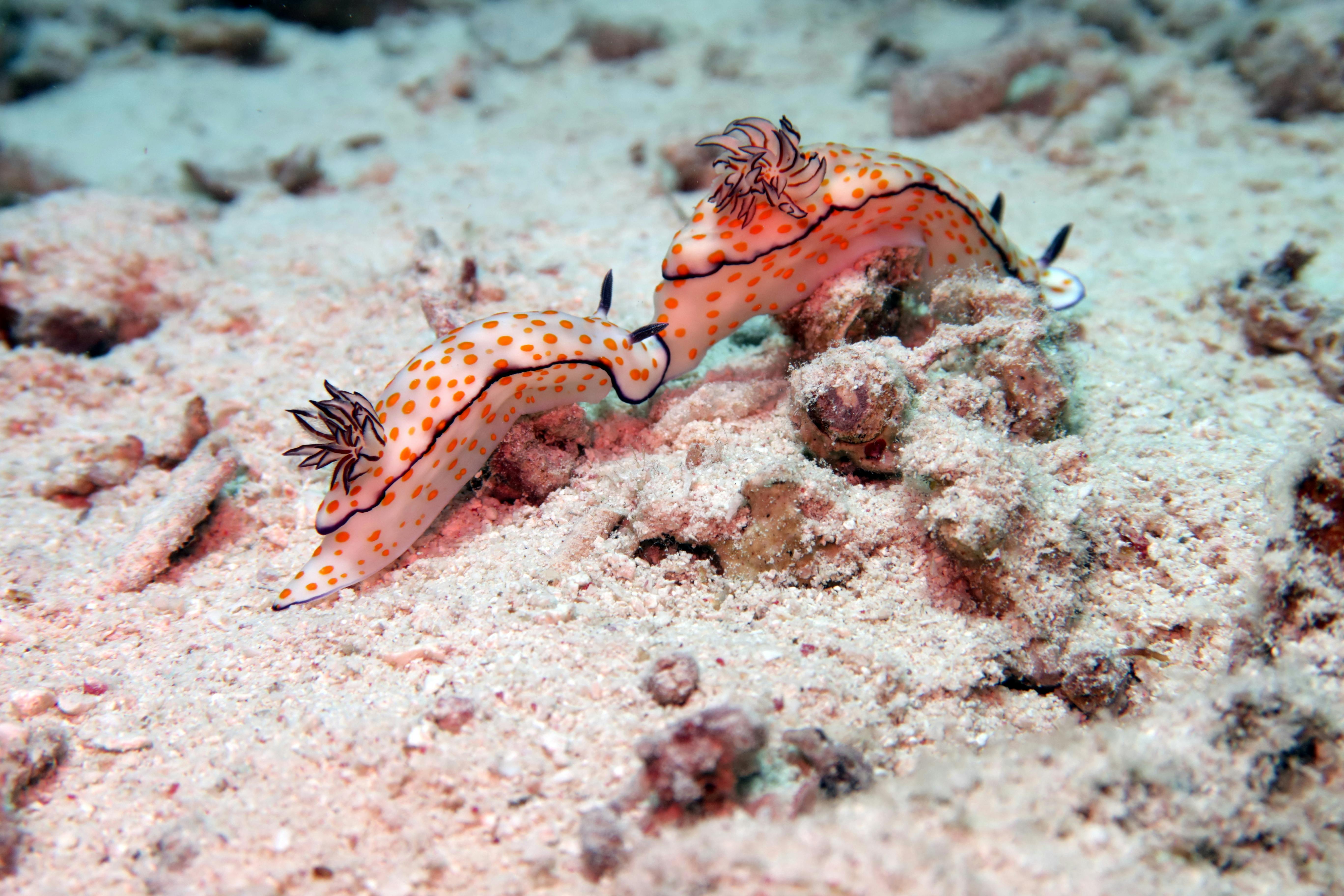 免費 一對美麗的裸鰓類動物正在埃及紅海的珊瑚礁中探索。 圖庫相片