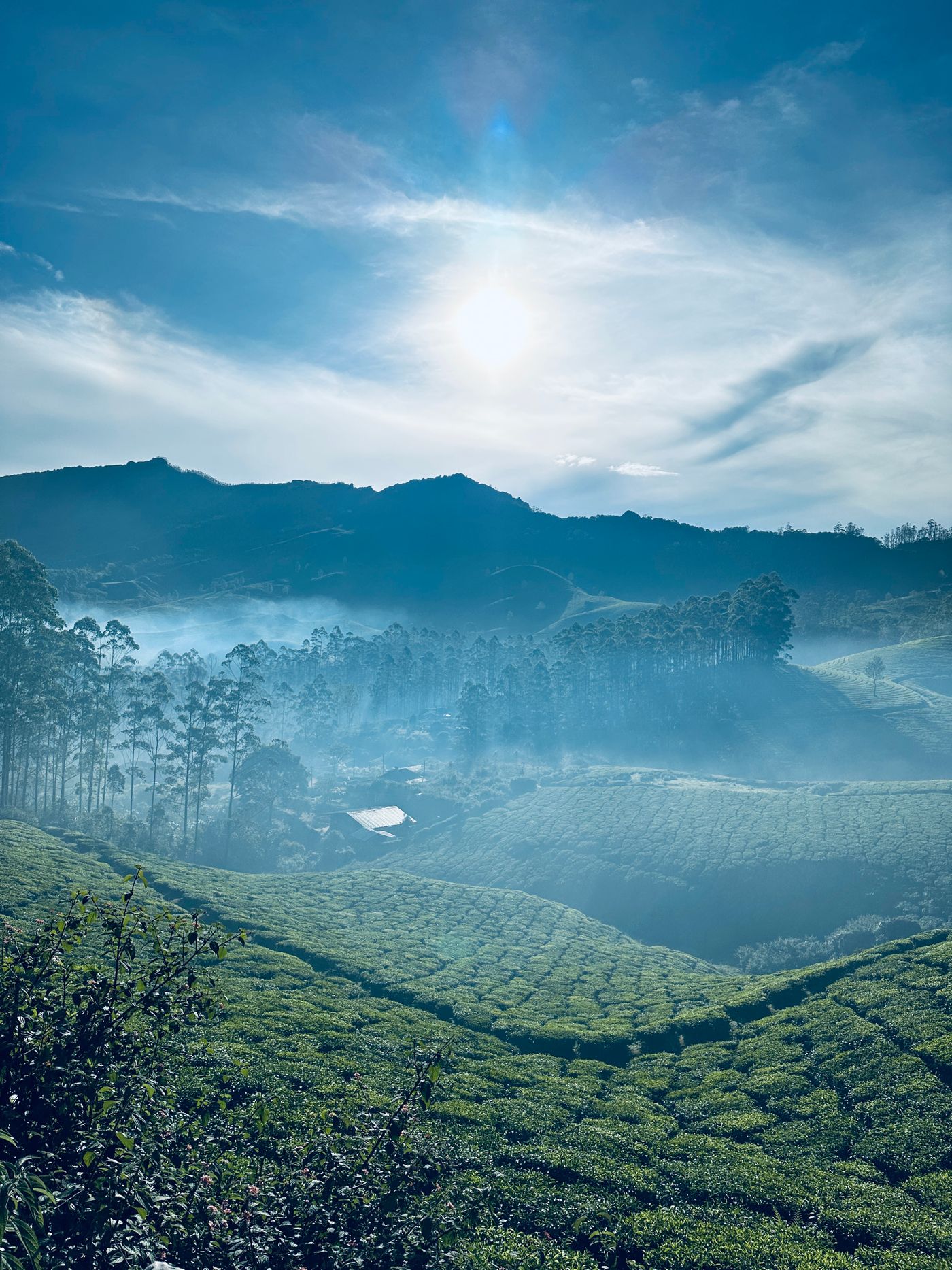 Mist lying in a tea valley at first light — Munnar, representative image