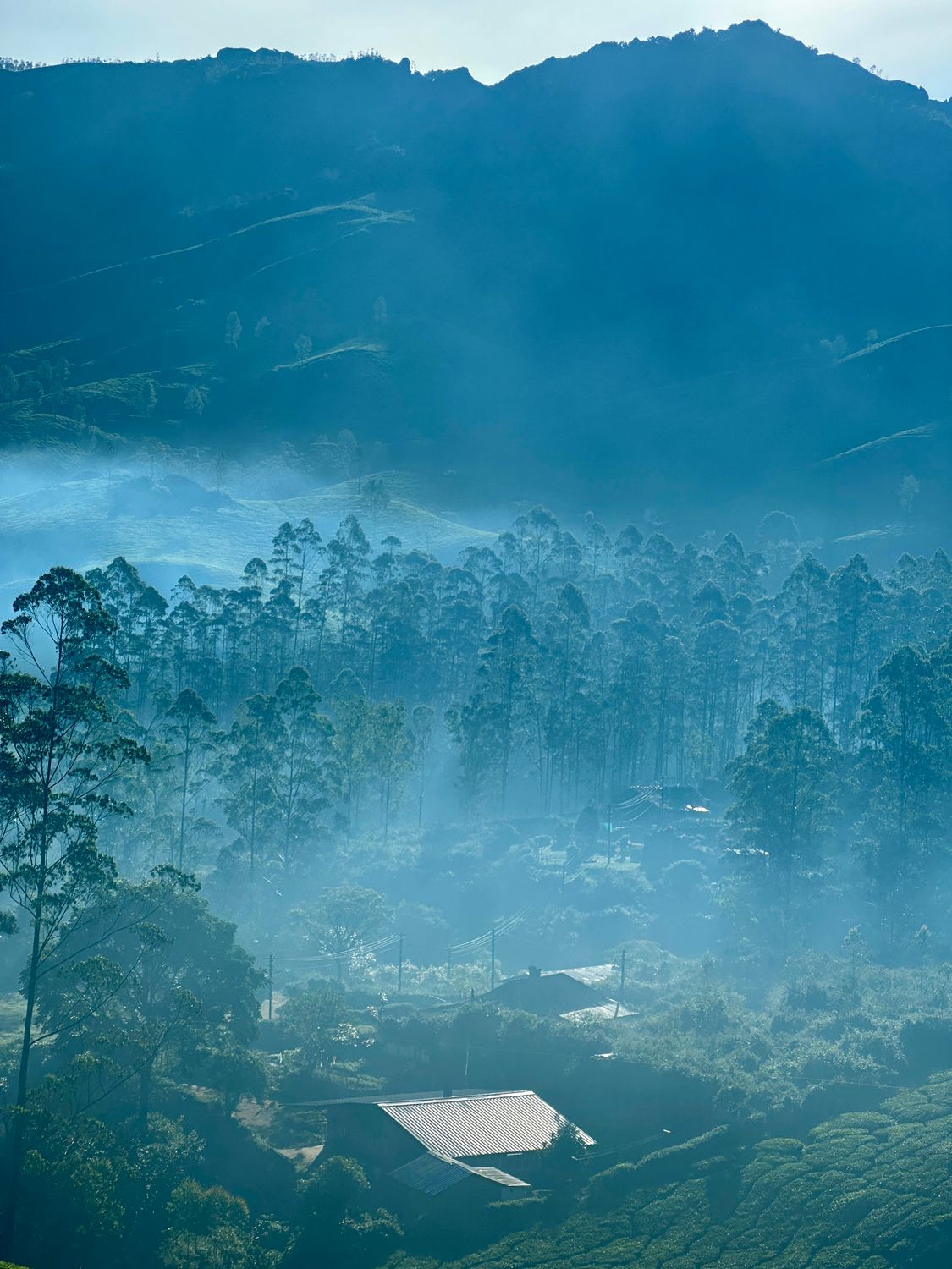 Misty Mountain Forest Landscape at Dawn · Free Stock Photo