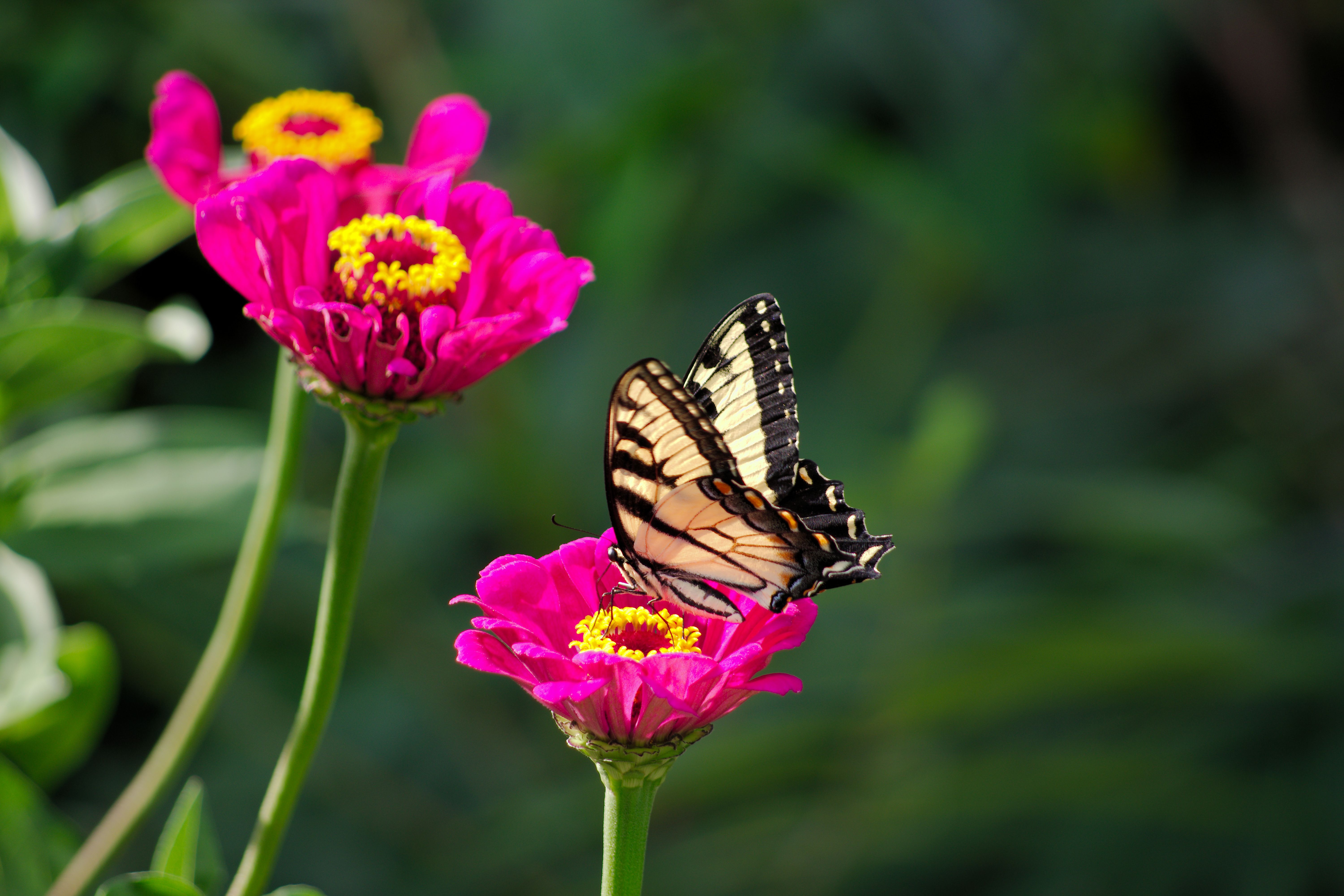 Monarchs and Mimosas – Fall 2026
