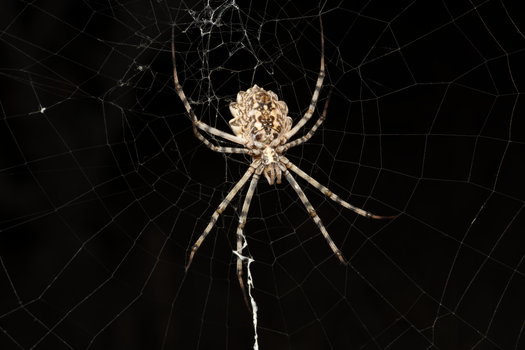 Detailed capture of an orb weaver spider on its web, showcasing nature's artistry.