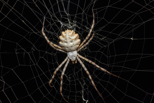 A close-up of a spider hanging on an intricate web against a dark background.