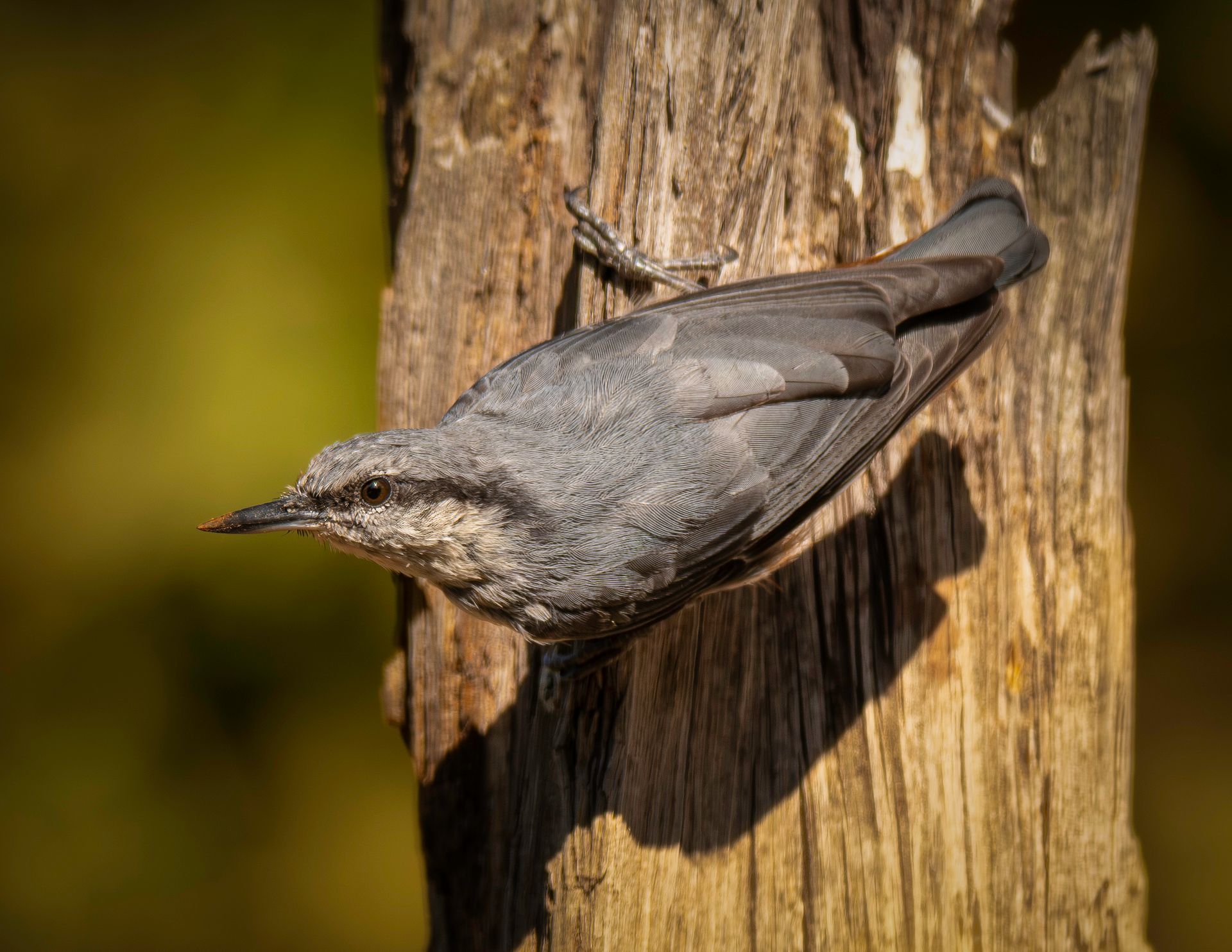 Close-up of a nuthatch bird perched on a weathered tree trunk with a blurred nature background.