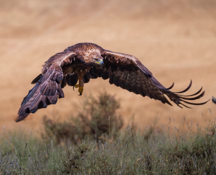 eagle photo