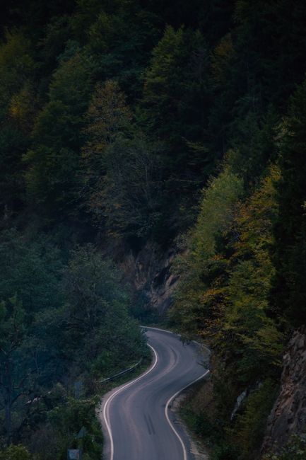 A peaceful winding road weaving through a lush forest with a dramatic evening ambiance.
