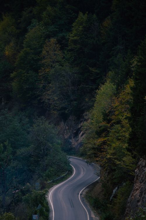 Free A peaceful winding road weaving through a lush forest with a dramatic evening ambiance. Stock Photo