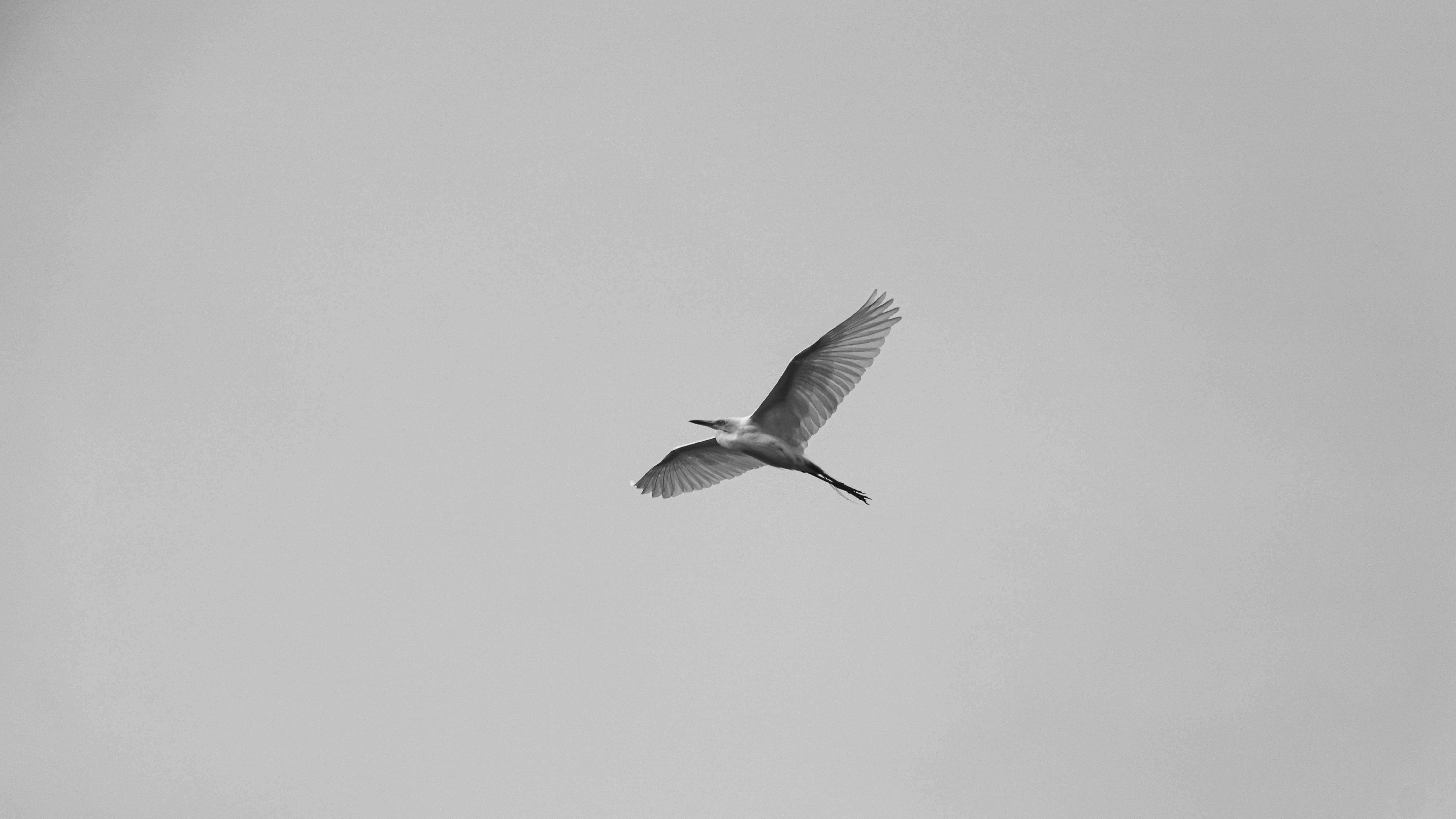 Kostenlos Ein monochromes Bild, das einen Reiher im anmutigen Flug vor einem klaren Himmel zeigt. Stock-Foto