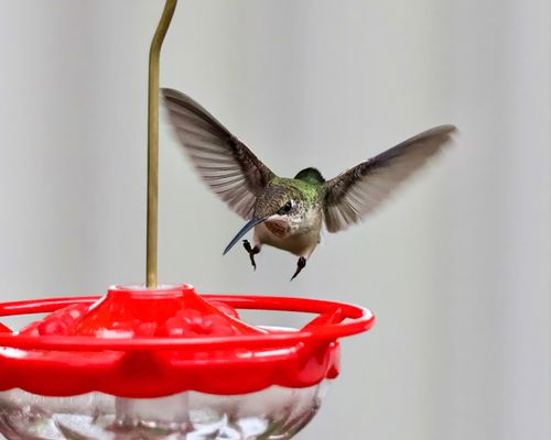 Free Vibrant hummingbird in flight captured at a red feeder, showcasing intricate wing motion. Stock Photo