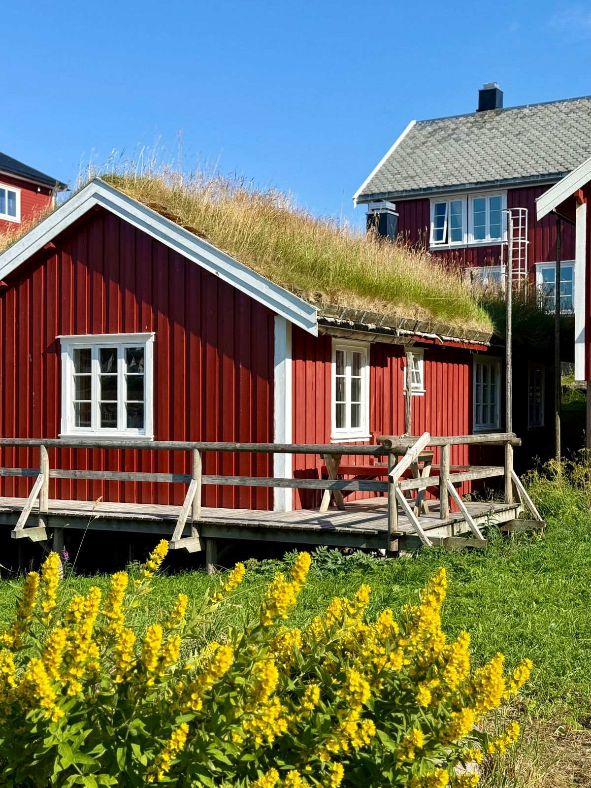 A traditional red Scandinavian house with a turf roof showing living grass and wildflowers