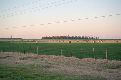 Free Beautiful farmland with hay bales in La Carlota, Córdoba, Argentina at sunrise showcasing rural agriculture. Stock Photo