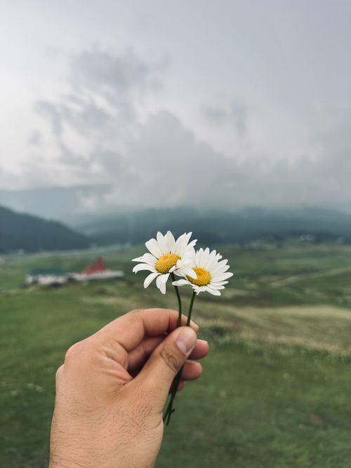 Free Hand holding daisies with a scenic mountain landscape in the background. Stock Photo