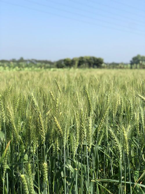 Free A vibrant, lush green wheat field captured on a sunny day in Bangladesh, showcasing natural beauty. Stock Photo