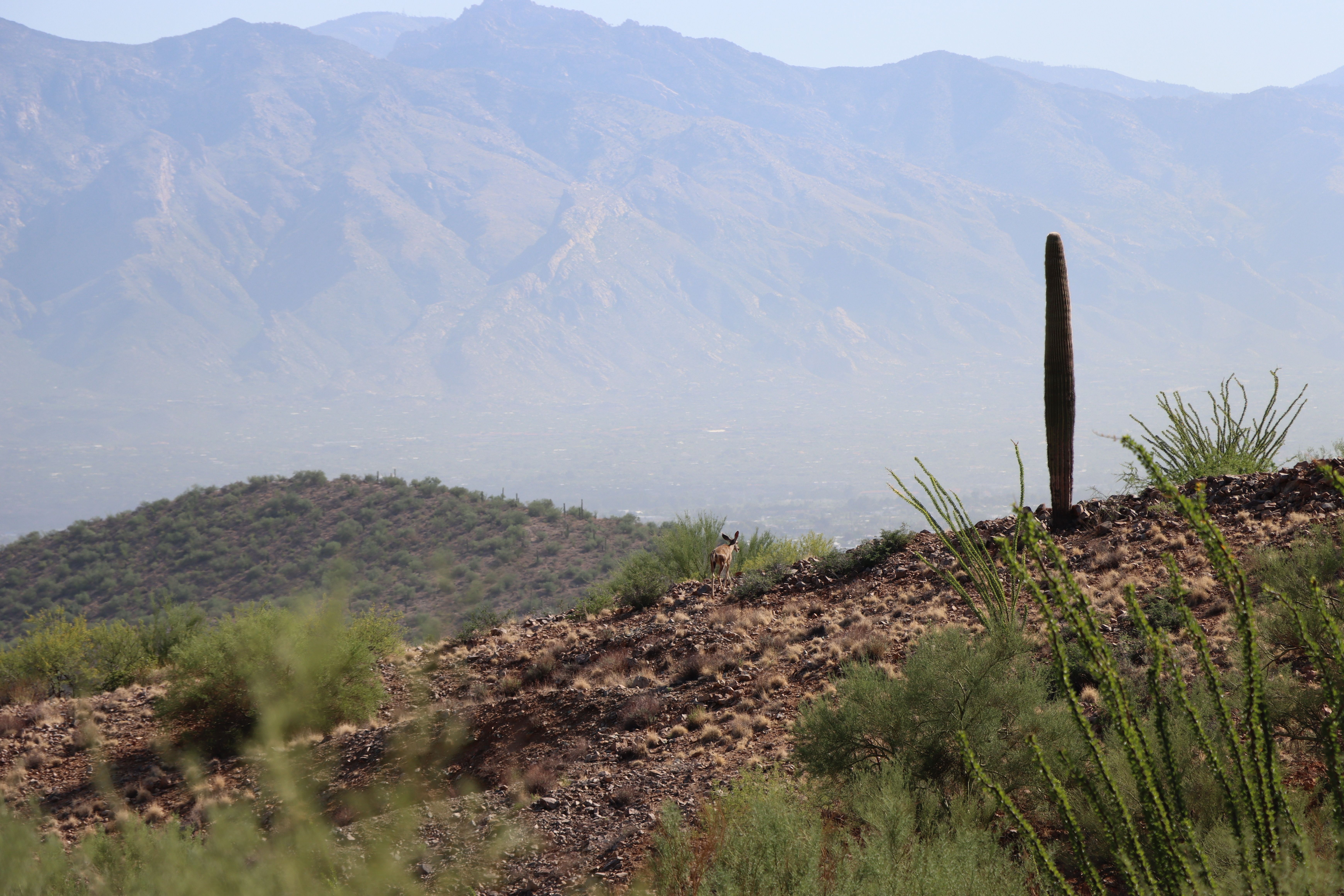 Serene Sonoran Desert Landscape in Tucson · Free Stock Photo