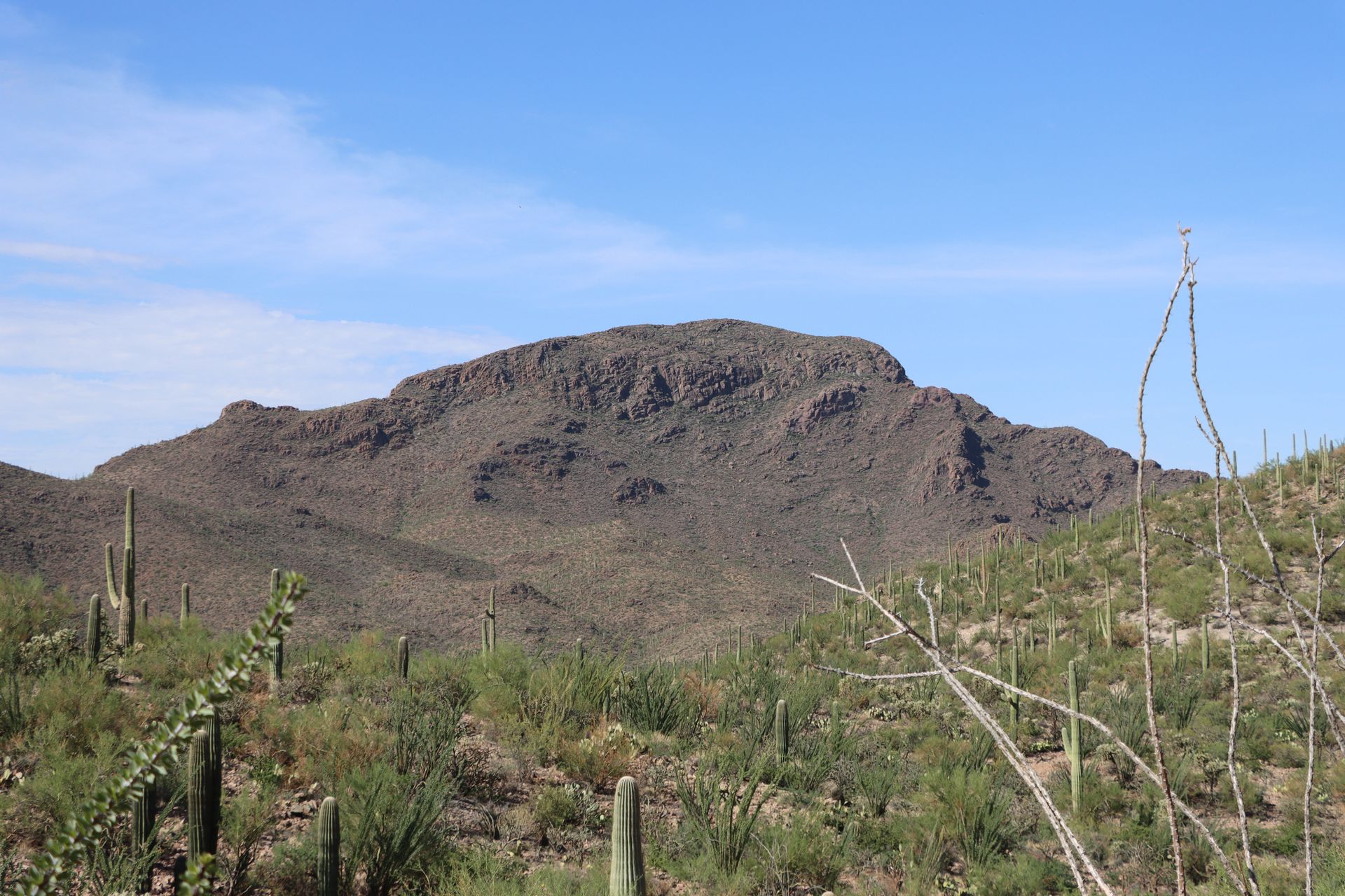 Explore the picturesque Tucson desert with iconic saguaro cacti under blue skies and rugged mountains.