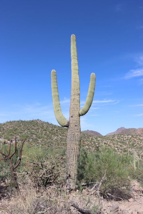 Free Lone saguaro cactus under clear blue skies in the Tucson, Arizona desert. Stock Photo