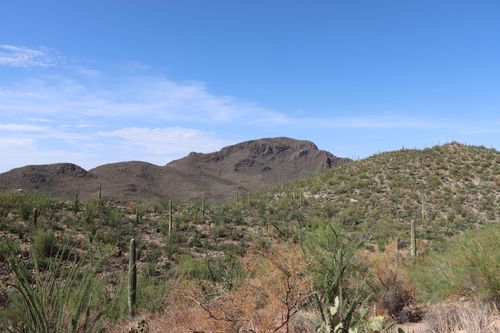 Free Expansive view of Tucson's Sonoran Desert with iconic saguaro cacti under clear blue skies. Stock Photo