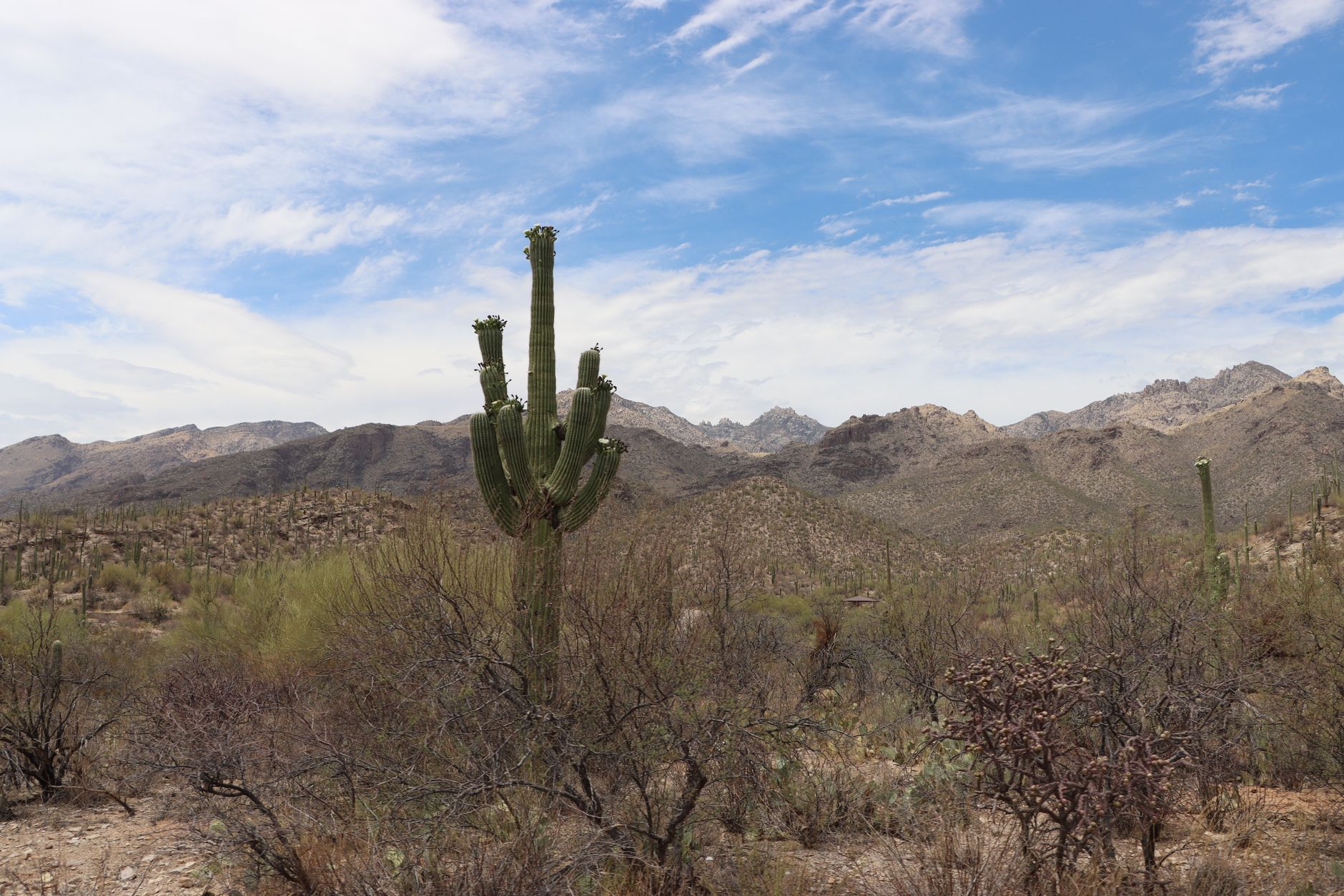Arizona-Sonora Desert Museum