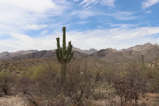 View from Wasson Peak over the Tucson Mountains