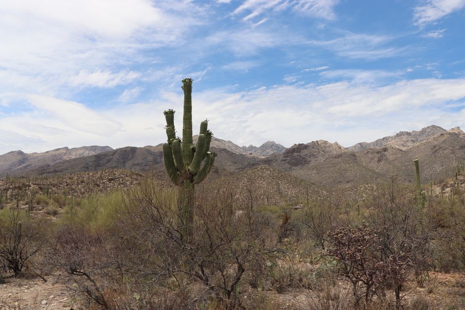 tucson desert landscape