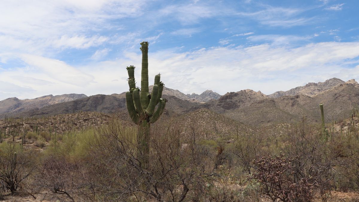 Grocery Giveaways in Tucson, AZ: Updated 2026 List for Local Winners