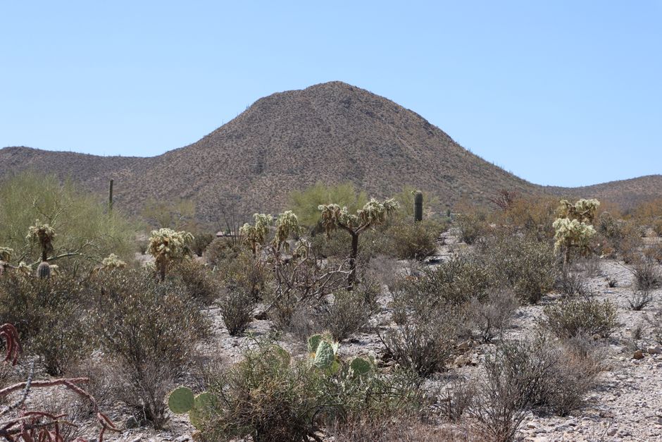Beautiful desert landscape in Tucson, Arizona featuring iconic saguaro cacti and arid mountain backdrop.