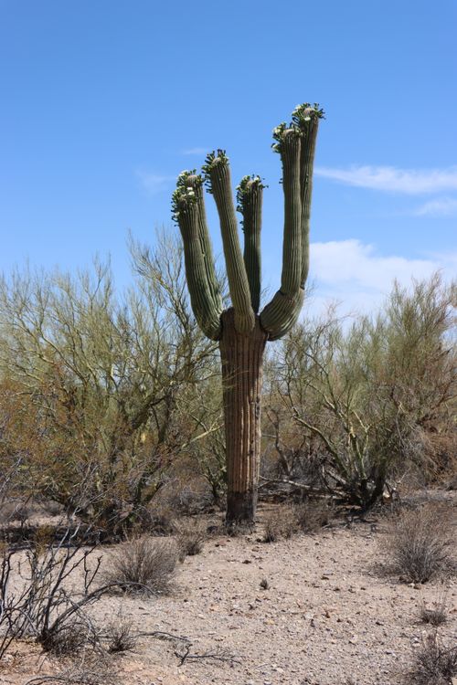 Free A solitary saguaro cactus stands tall in the Sonoran Desert near Tucson, Arizona. Stock Photo