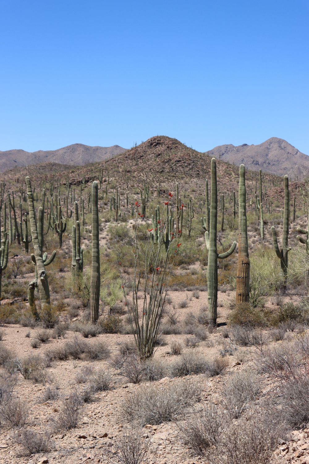 Saguaro Cactus in Sonoran Desert Landscape · Free Stock Photo