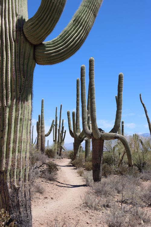 Majestic Saguaro Cacti in Sonoran Desert · Free Stock Photo