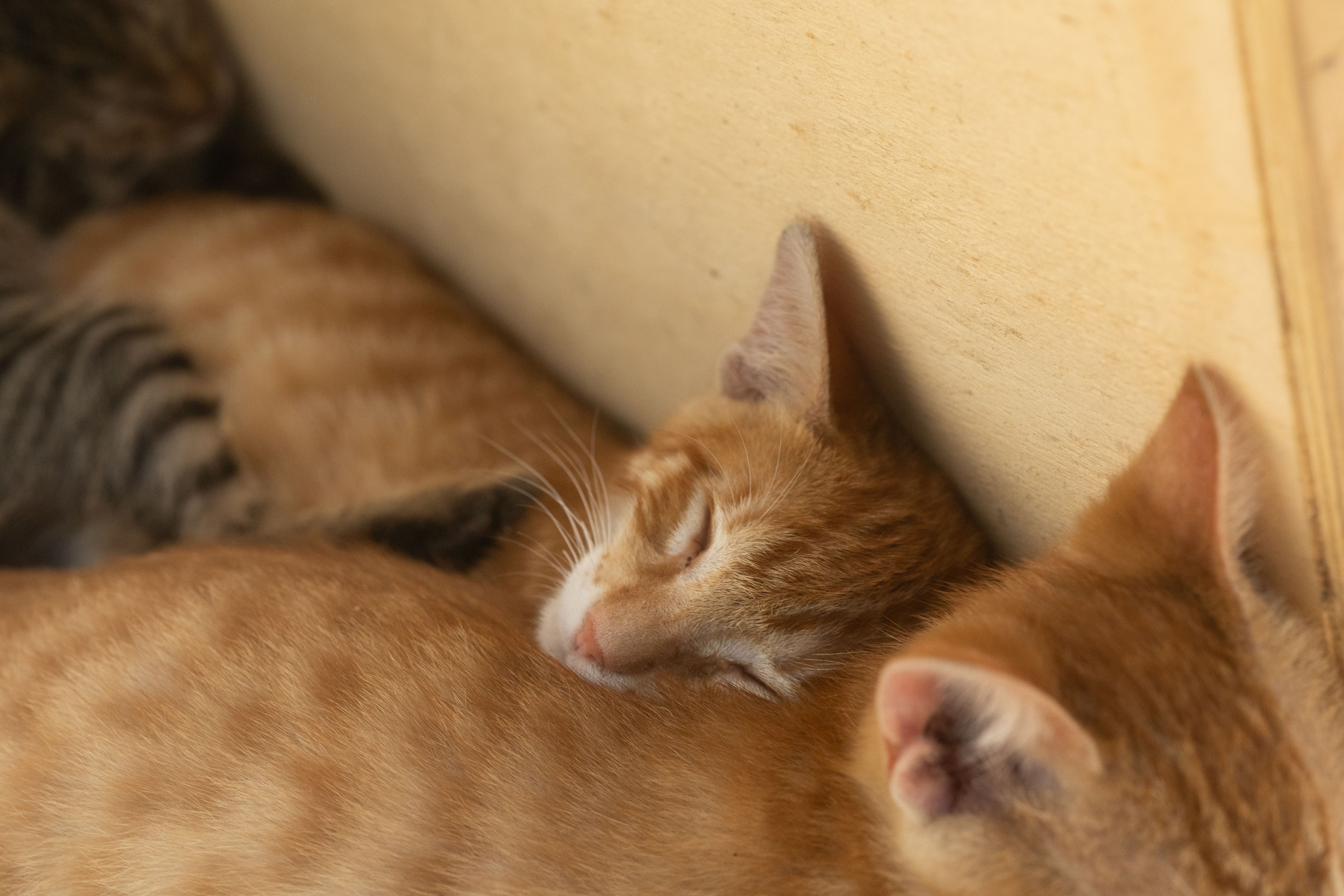 Chaleurs de la chatte : durée, signes et solutions - À quelle fréquence une chatte est-elle en chaleur ?