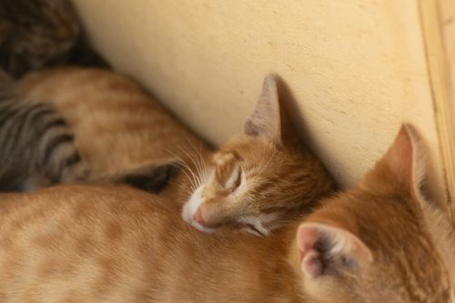 Free Tender moment of kittens sleeping closely together indoors, capturing warmth and tranquility. Stock Photo