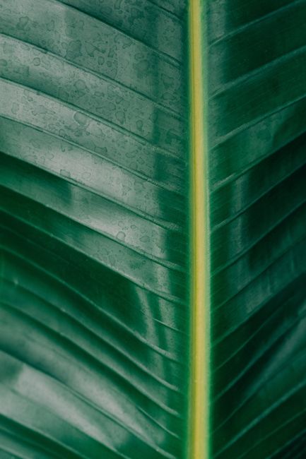 Detailed close-up photo of a vibrant tropical leaf with clear vein patterns.
