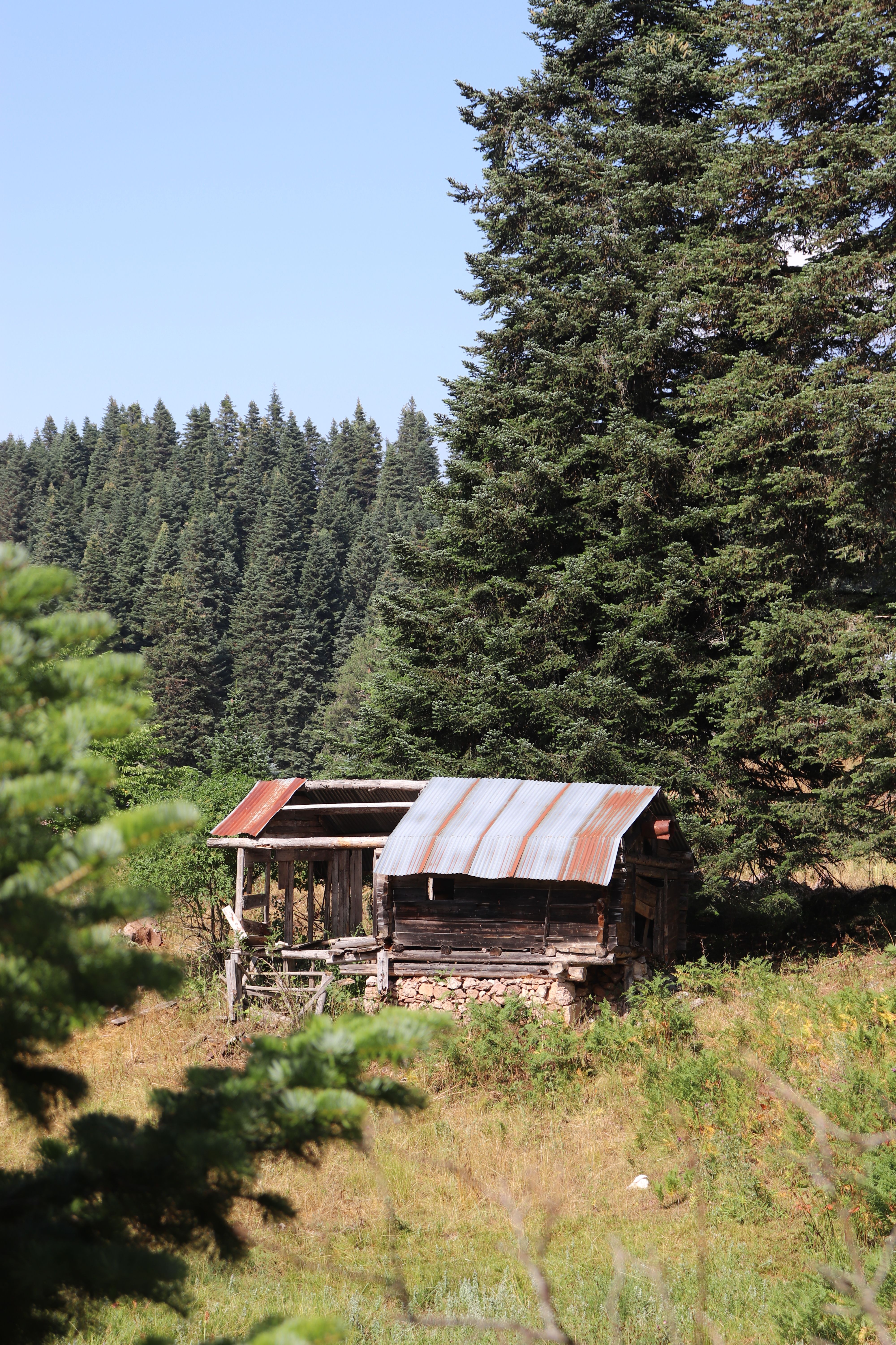 Rustic Cabin in Dense Pine Forest Setting · Free Stock Photo