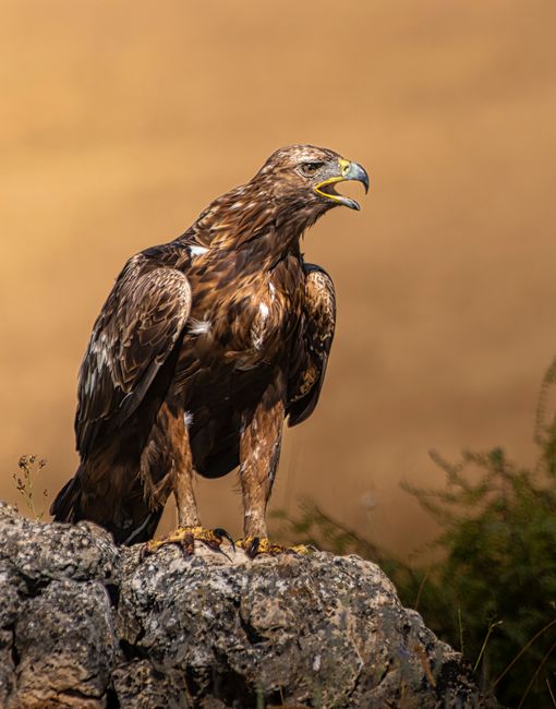 Golden eagle perched on a rock, sharp-eyed raptor in profile`