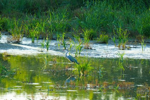Free A heron gracefully standing among lush green plants in a tranquil wetland. Stock Photo
