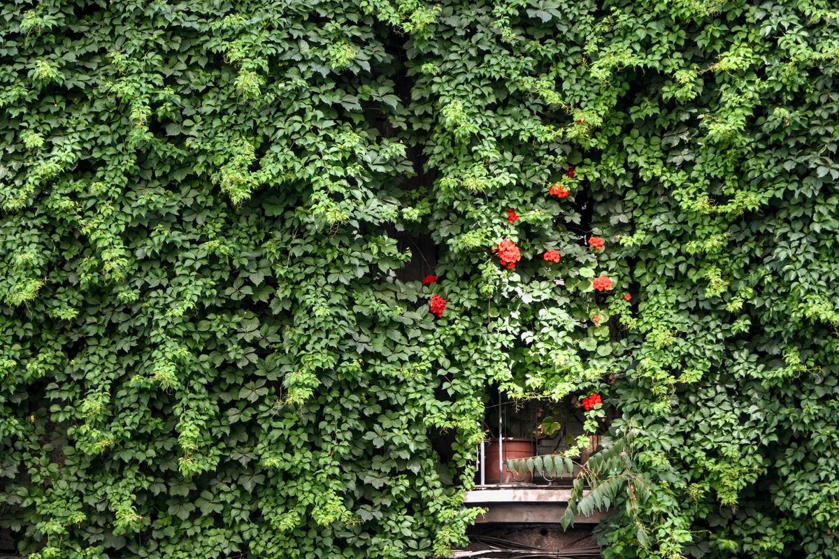 Plantes grimpantes pour cacher un vis-à-vis - Entretenir les plantes grimpantes et éviter les erreurs fréquentes
