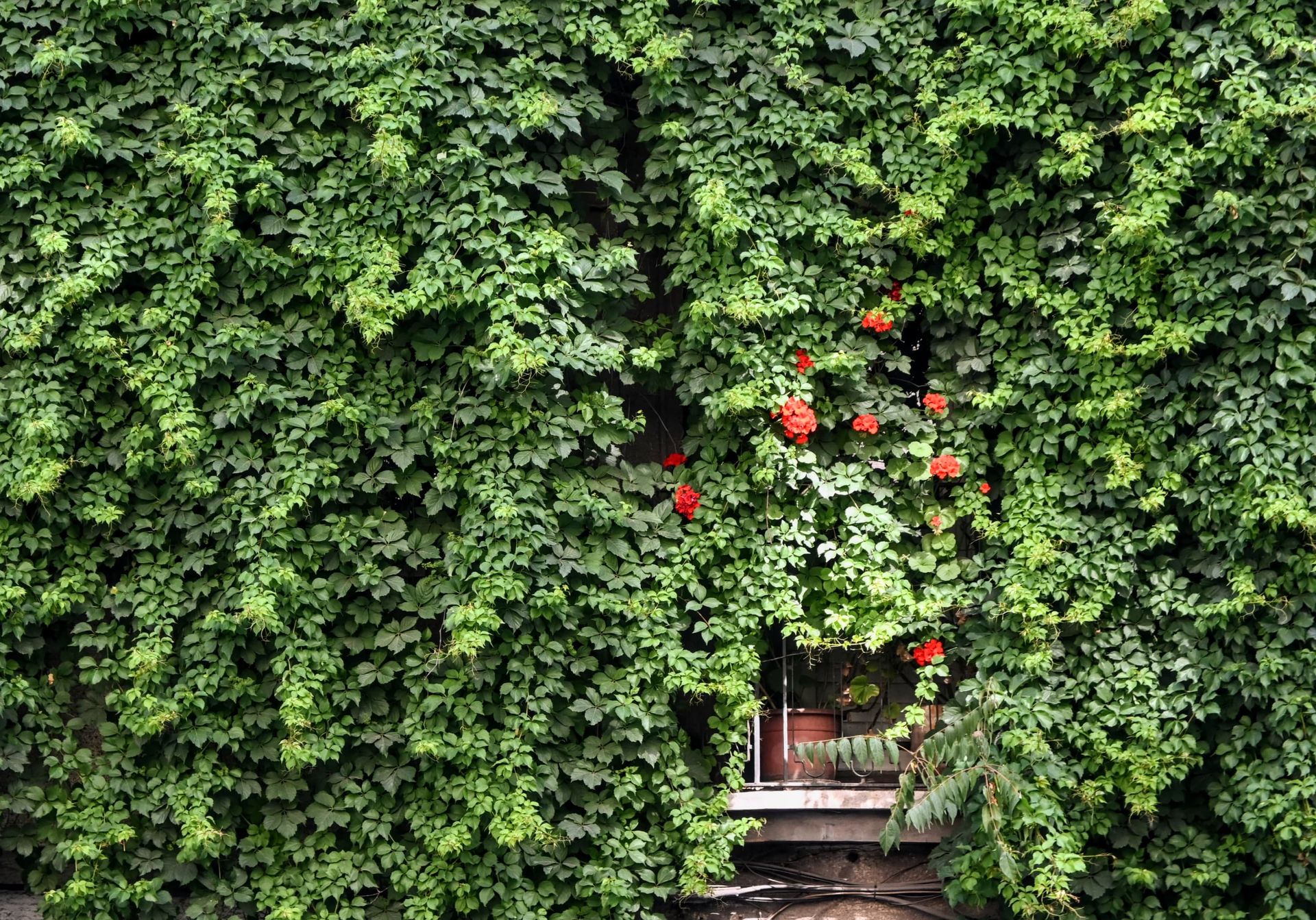 A window covered by a lush ivy wall adorned with bright red flowers, capturing natural beauty.