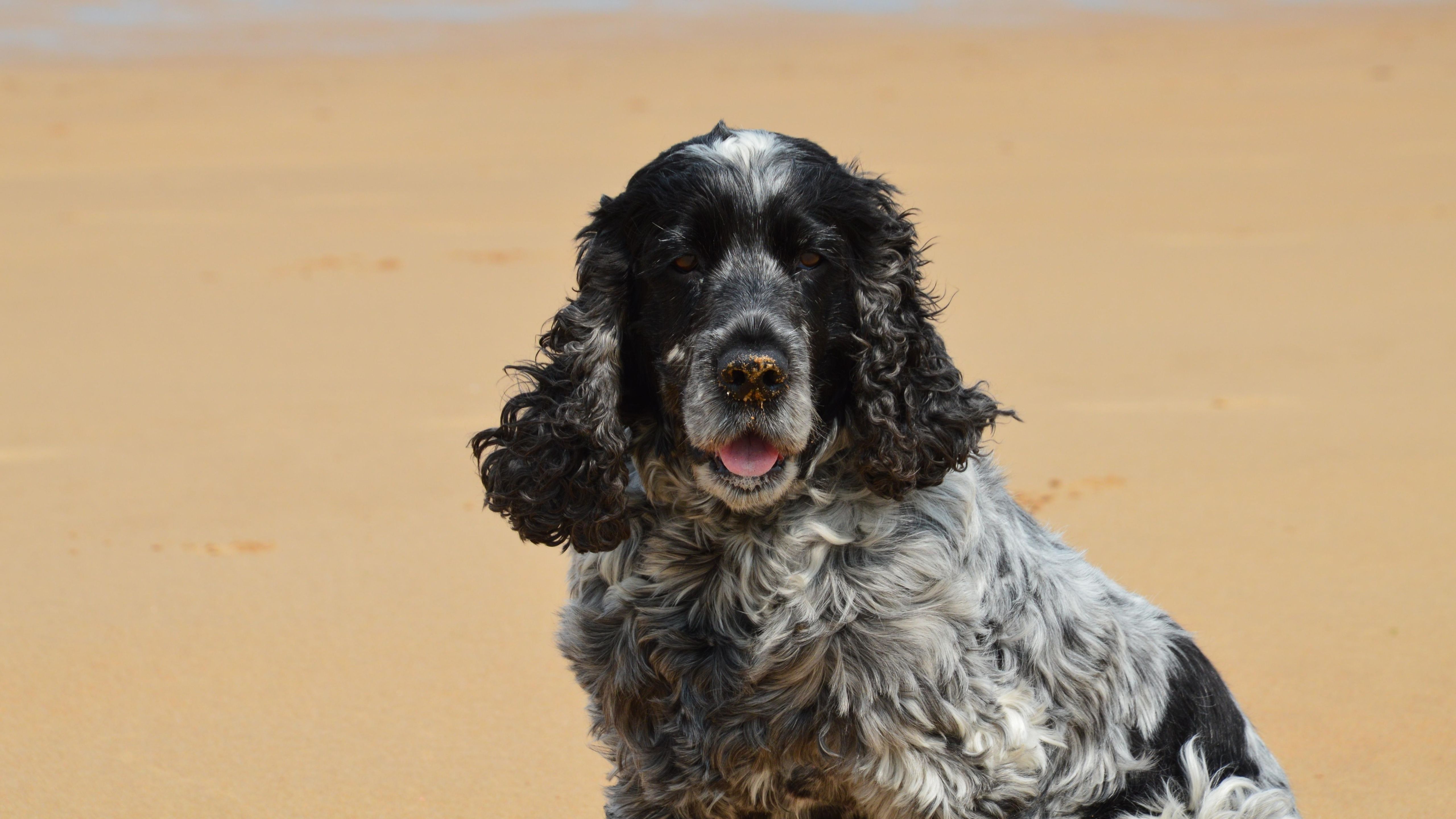 English Cocker Spaniel on Normandie Beach · Free Stock Photo