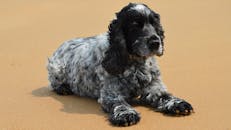 English Cocker Spaniel Relaxing on Normandie Beach