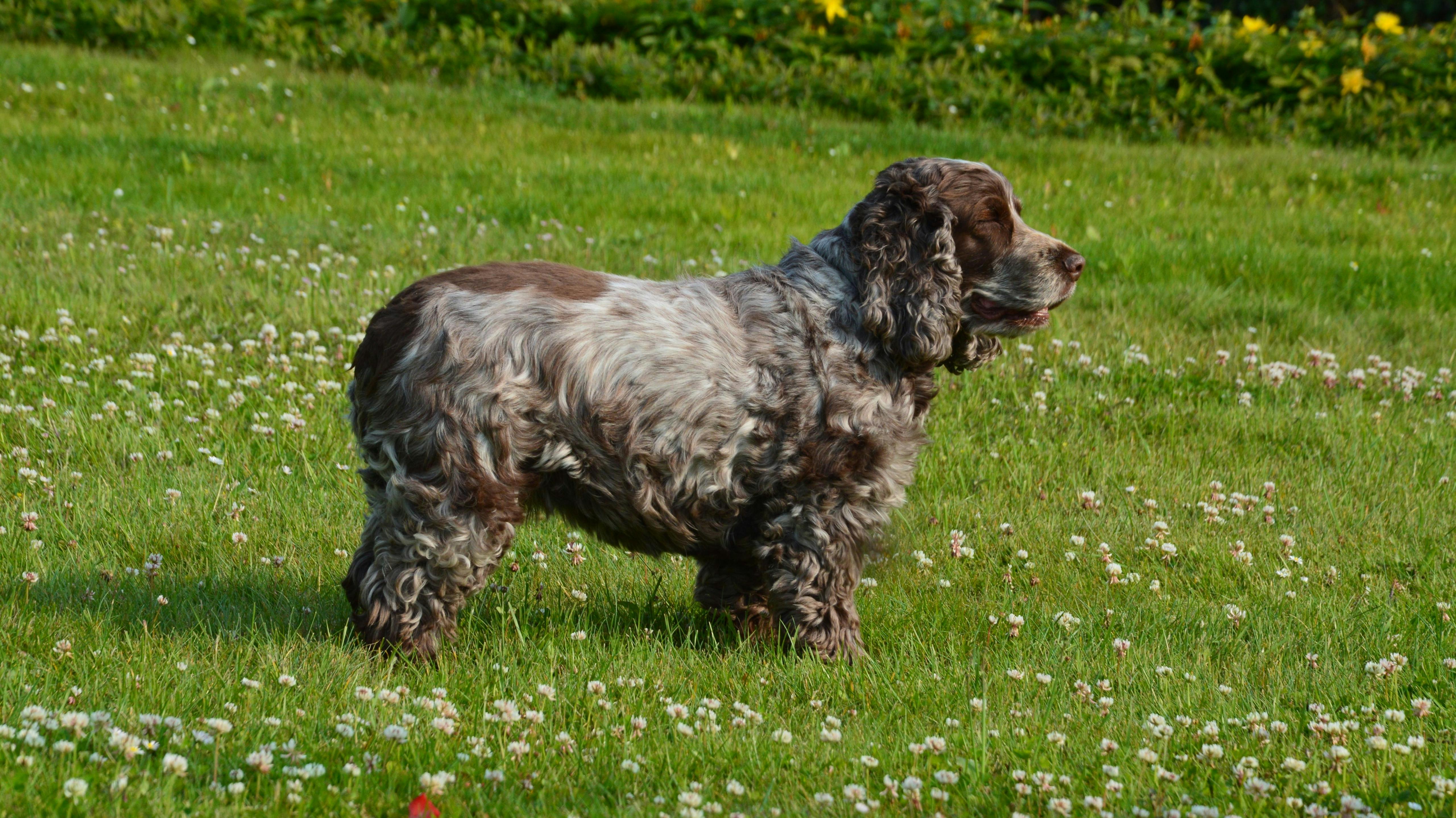 Cocker Spaniel enjoys a sunny day in a grassy field in Dragey-Ronthon, Normandie.