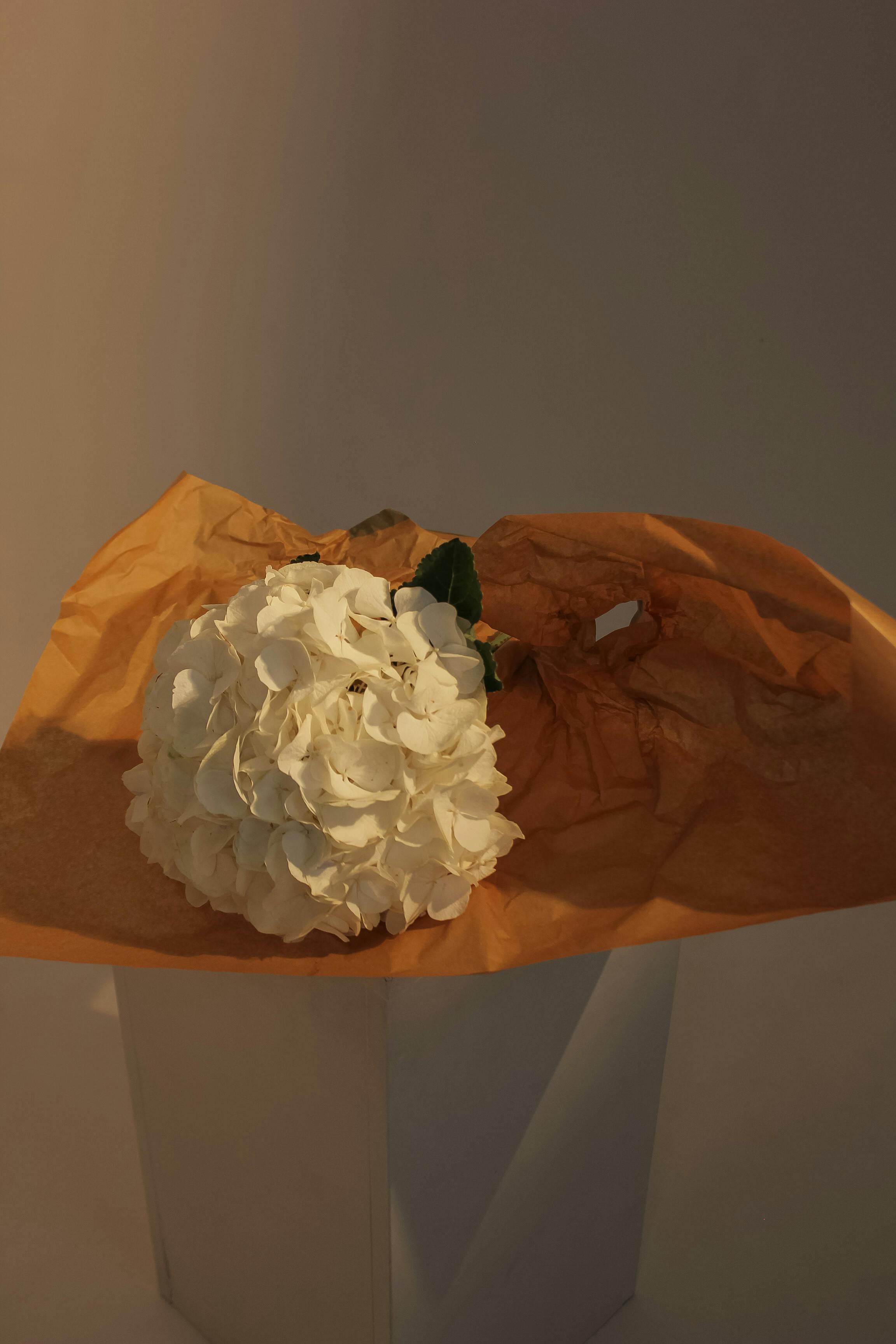 [ColoSach]-a-beautifully-arranged-white-hydrangea-bouquet-elegantly-placed-on-orange-paper.