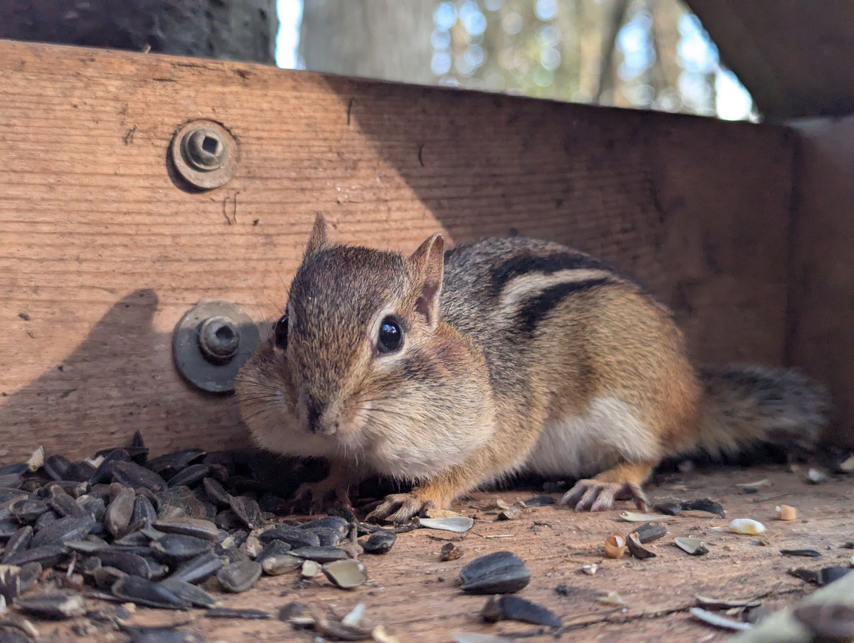 Stopping Chipmunk Digging: Humane Strategies to Protect Spring Bulbs, Newly Sown Seeds, and Ground-Level Fruit from Persistent Raids