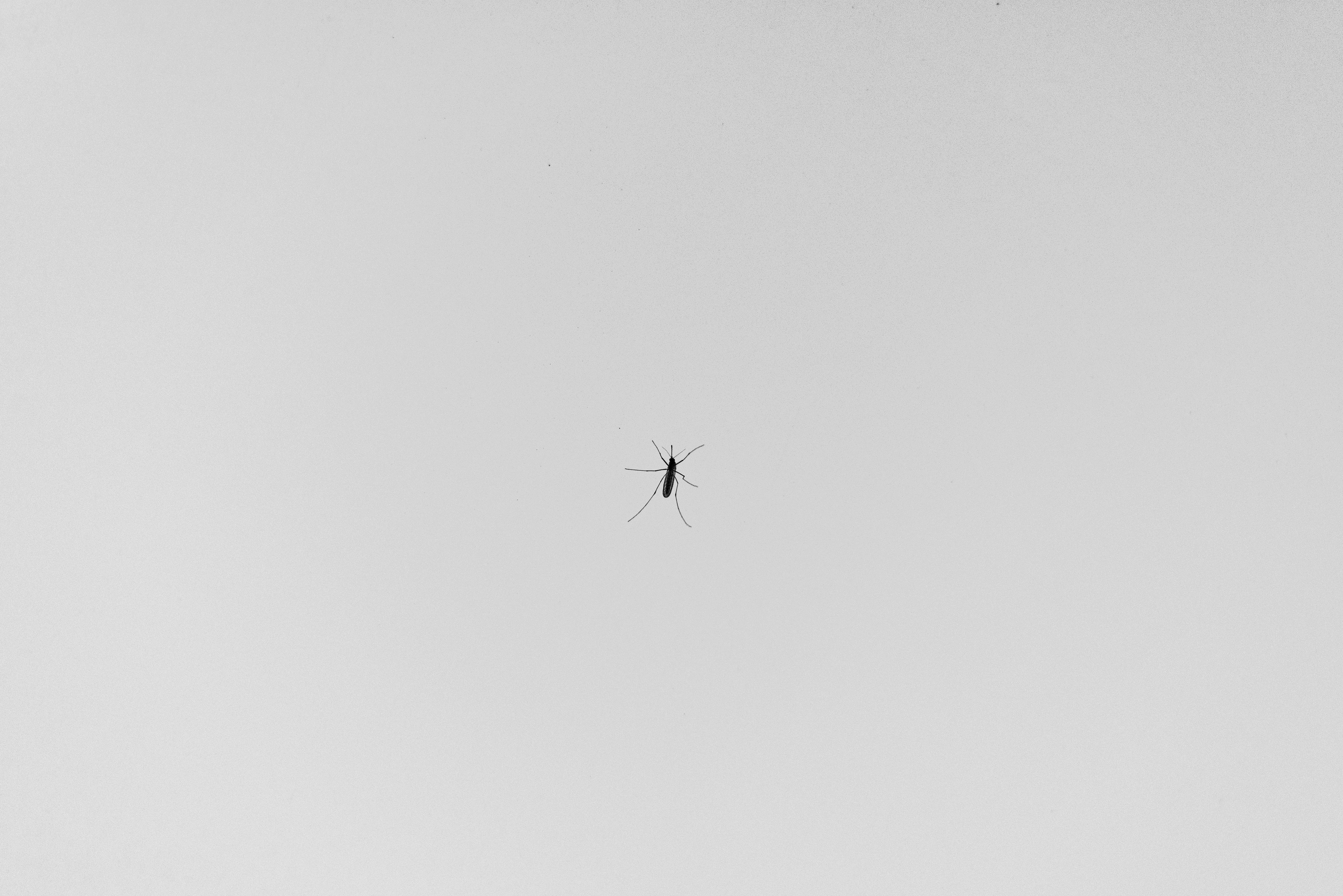 bezplatná Minimalistický černobílý obrázek s komárem v detailním záběru. Základová fotografie