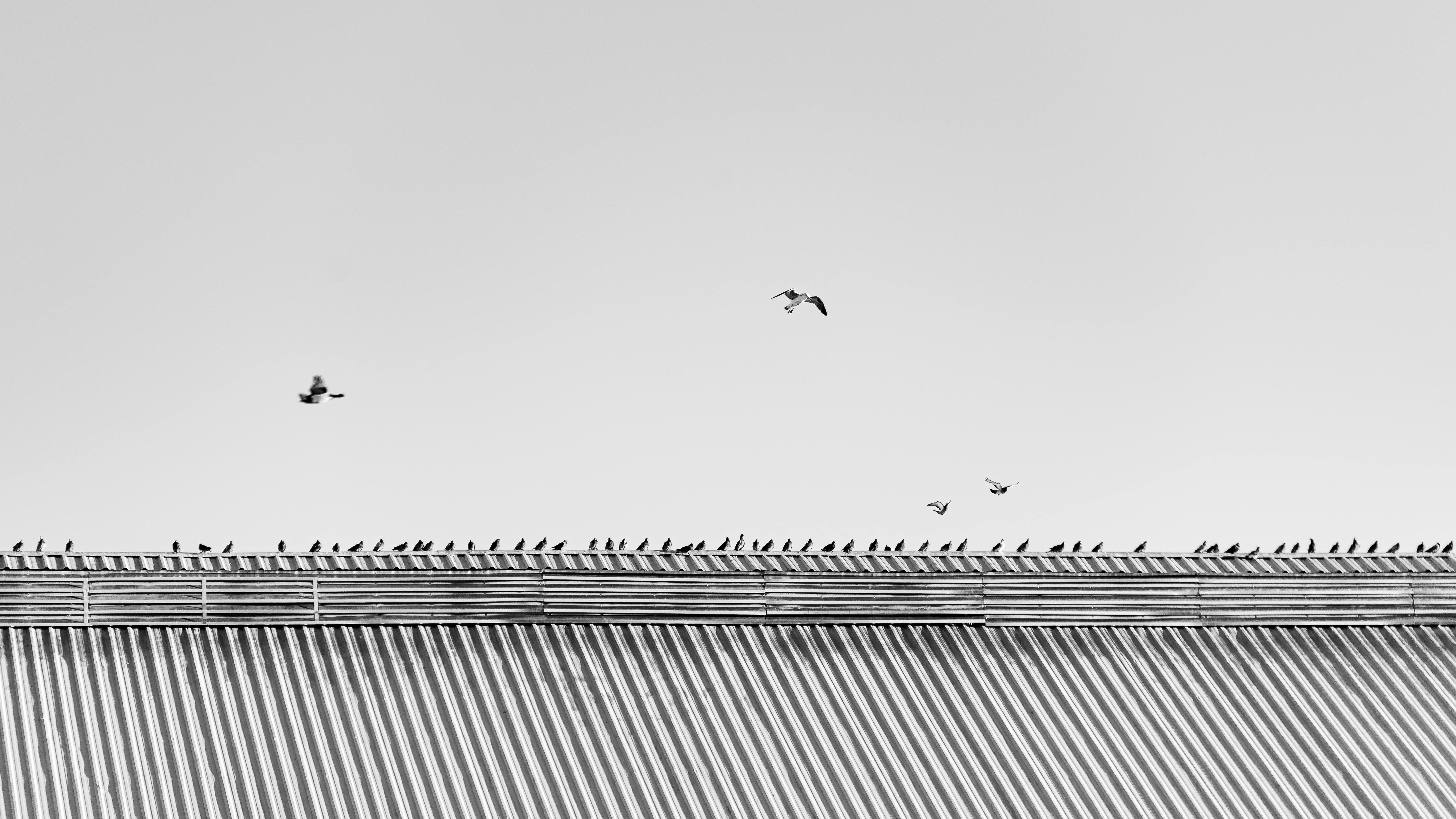 Kostenlos Monochromes Foto von Vögeln auf dem Dach eines Gebäudes mit minimalistischem Flair. Stock-Foto