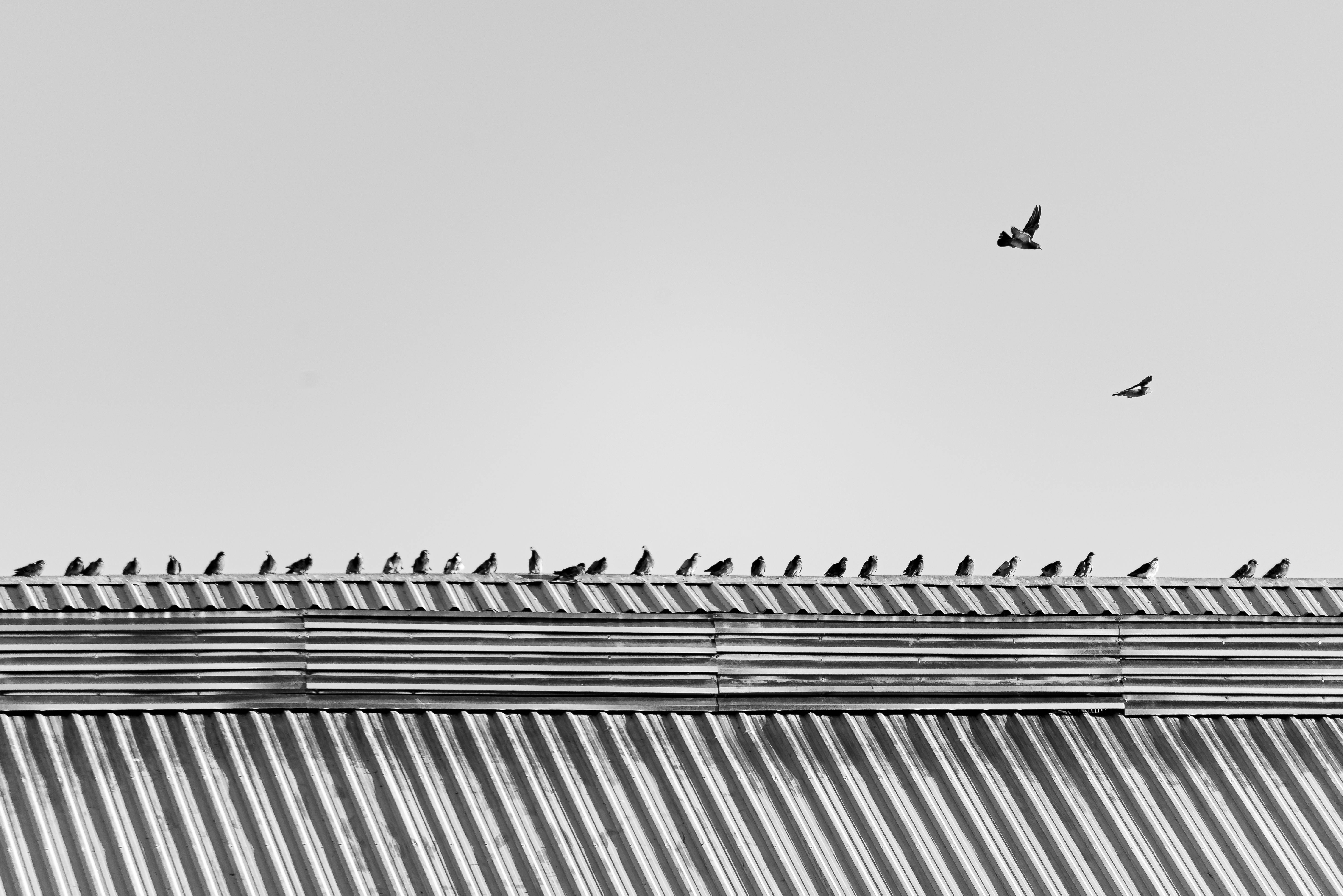 무료 bw, bw 사진, 강철 지붕의 무료 스톡 사진