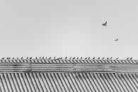 Monochrome Birds on Urban Rooftop