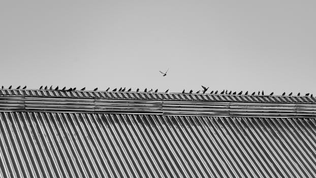 A monochromatic image of pigeons perched on a rooftop. Urban street photography.