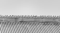 Monochrome Birds on a Corrugated Metal Roof